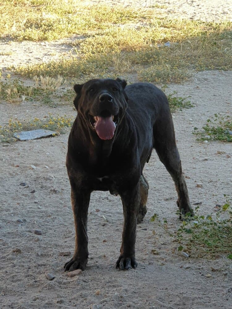 LANA DE KING ZULU 1