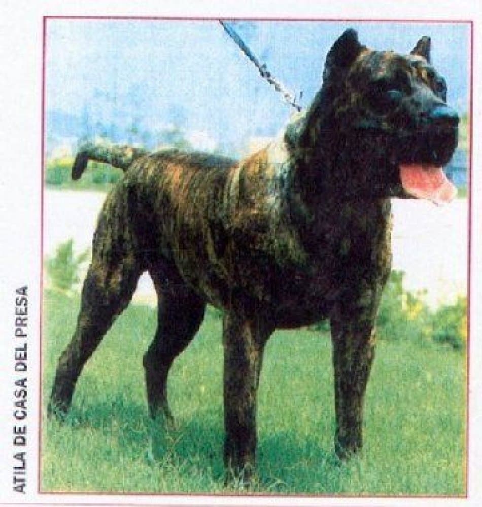 ATILA DE CASA DEL PRESA 1