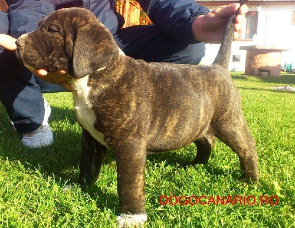 BOSS BULL CANARIO KORINA 1