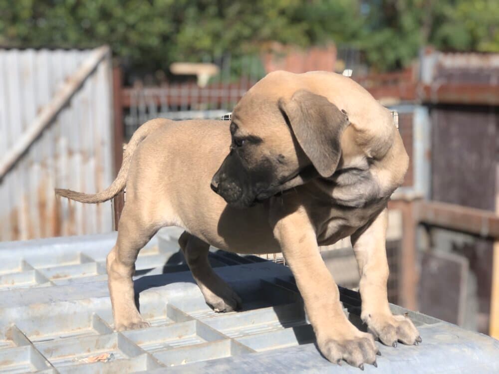 CANELA DE KING ZULU 1