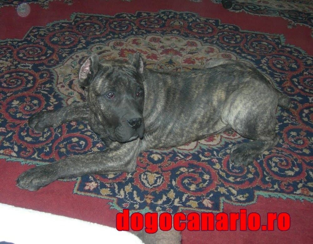 EL CRANERO DURO REMUS 1
