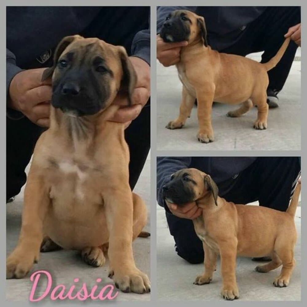 FEARLESS GUARDIAN'S DAISIA 1