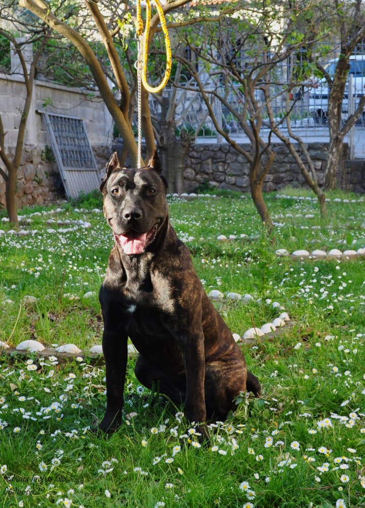 ARDOR BULL ALFA 1