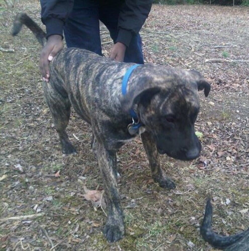 CAPITOL KENNEL PHAROAH 1