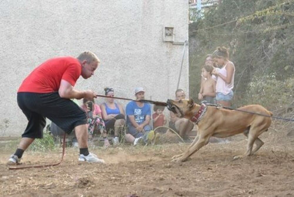 ALGARROBO DE PERRO DE LA TIERRA 1
