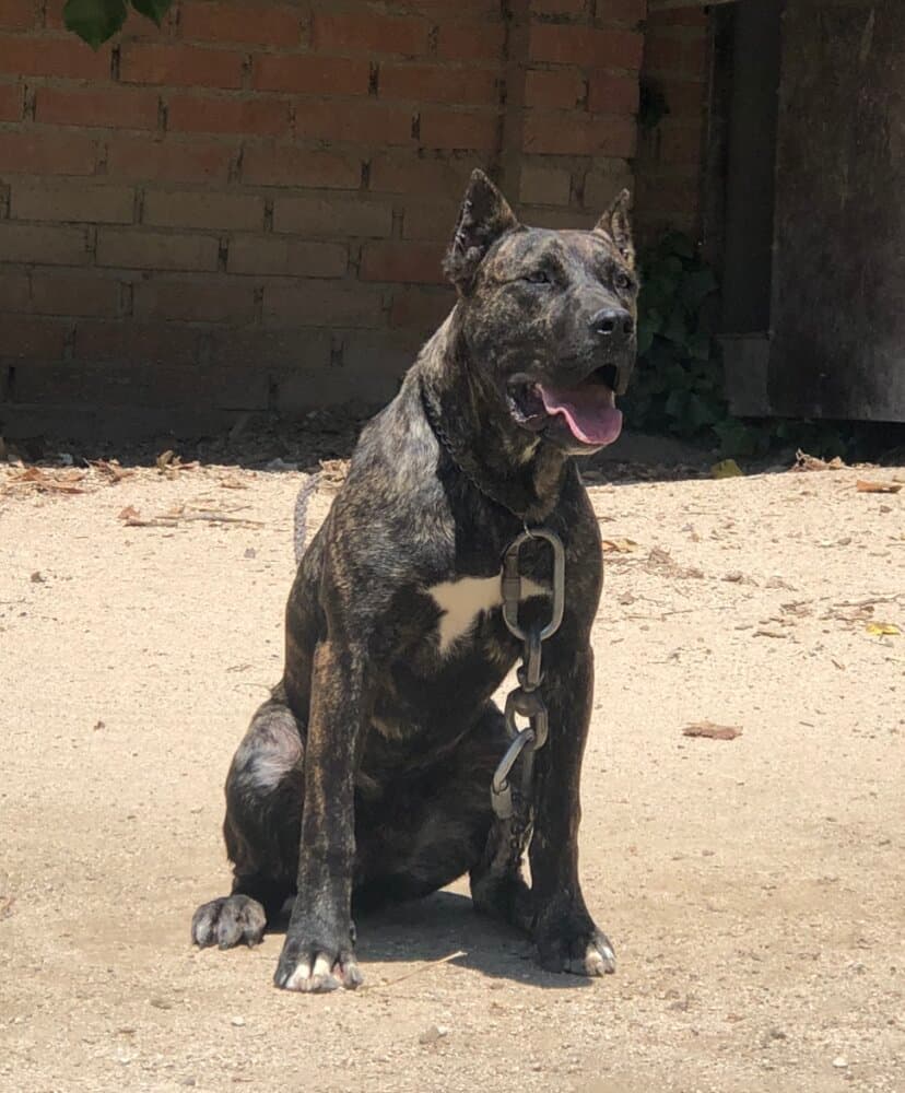 ÚRSULA DE KING ZULU 1