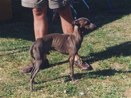 Ciro Della Caveja 1