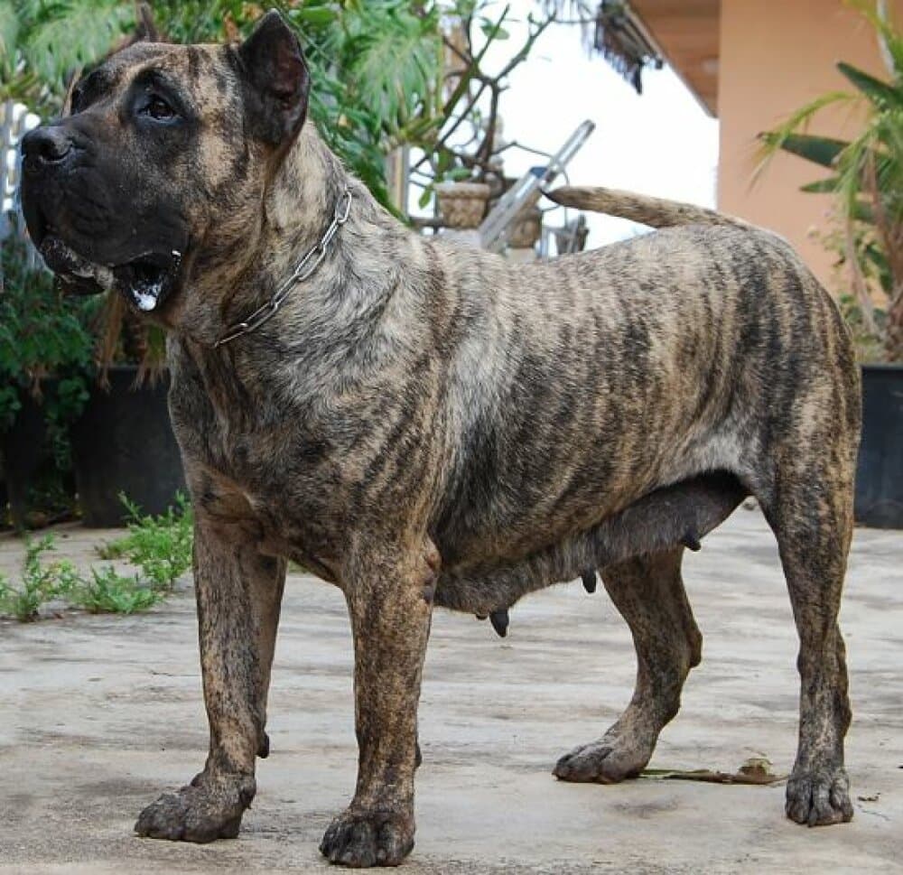 WILMA DE ATLANTIDA CAN 1