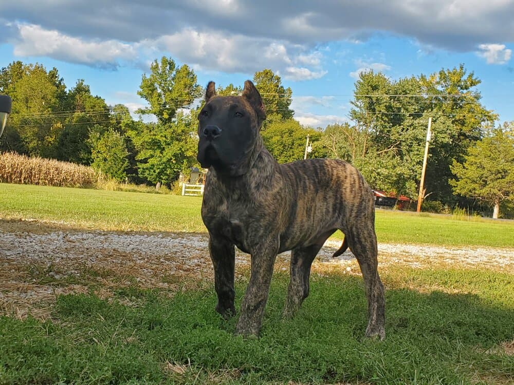 MACARONI DE CANARIAN BULL 1