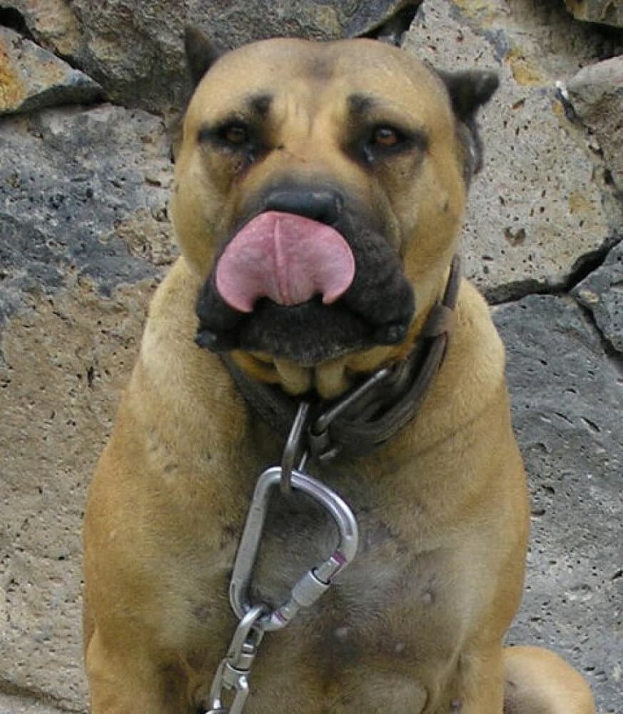 COLOMBIA DE PERRO DE LA TIERRA 1