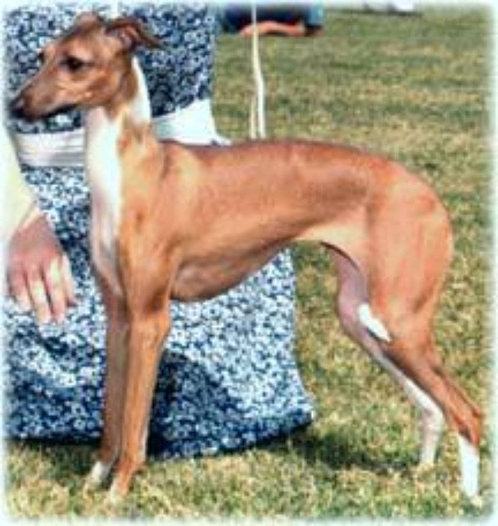 Pikop's Chariots Of Fire 1