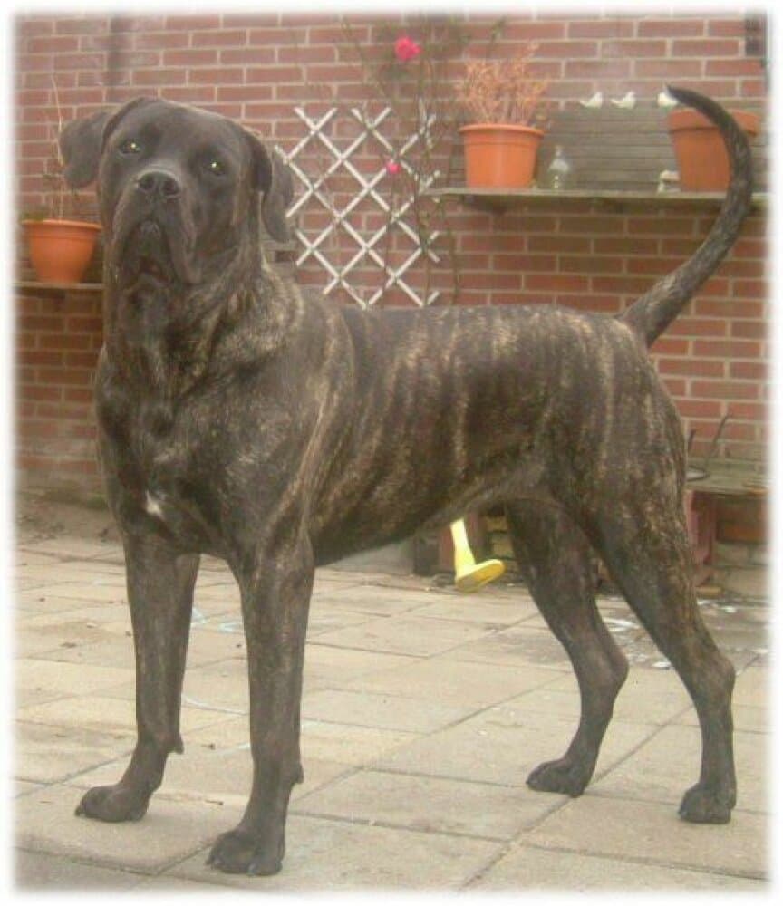 BICKA EL PERRO DIABLO 1