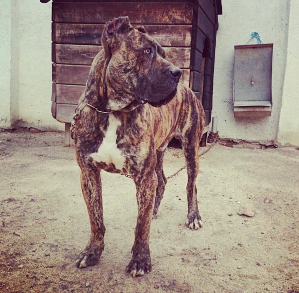 GIORGOS DE KING ZULU 1