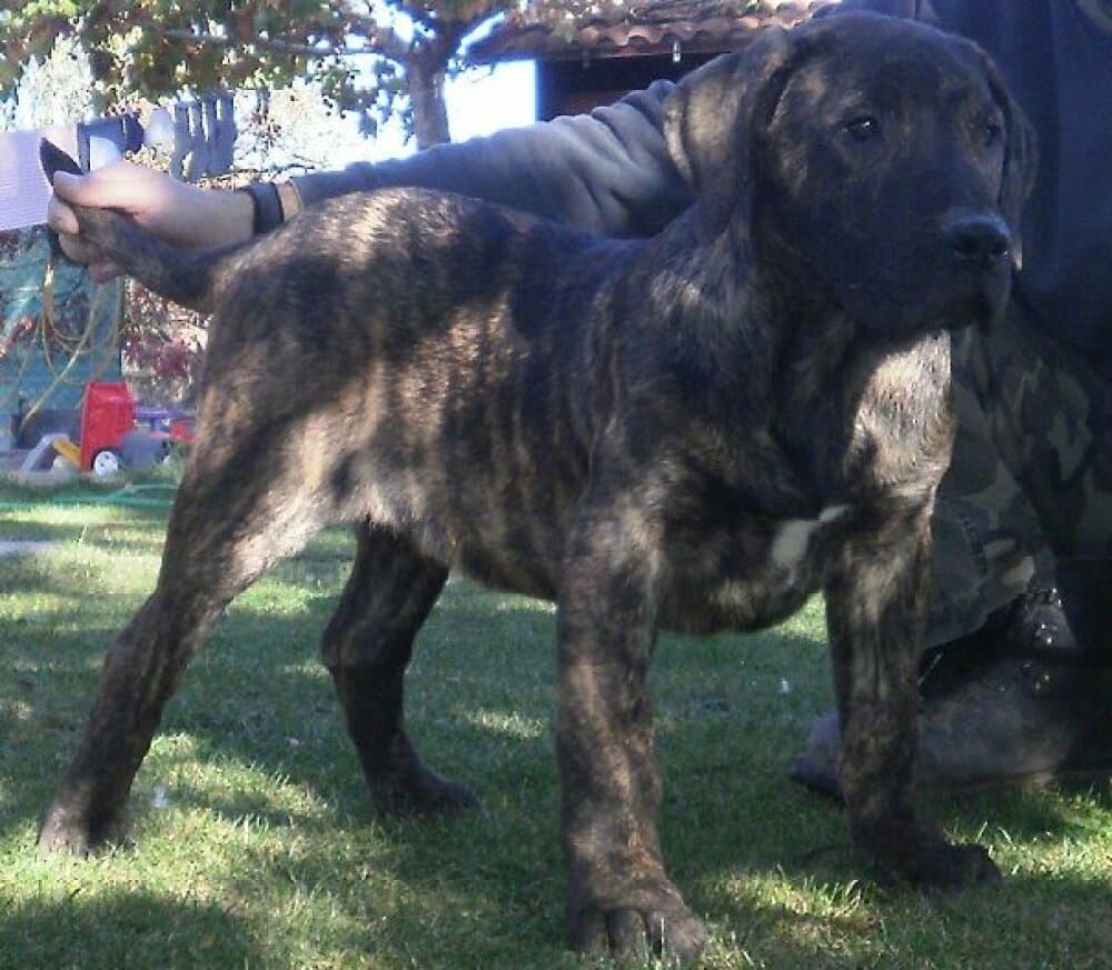 LEONEL DE CIELO DE CANARIAS 1