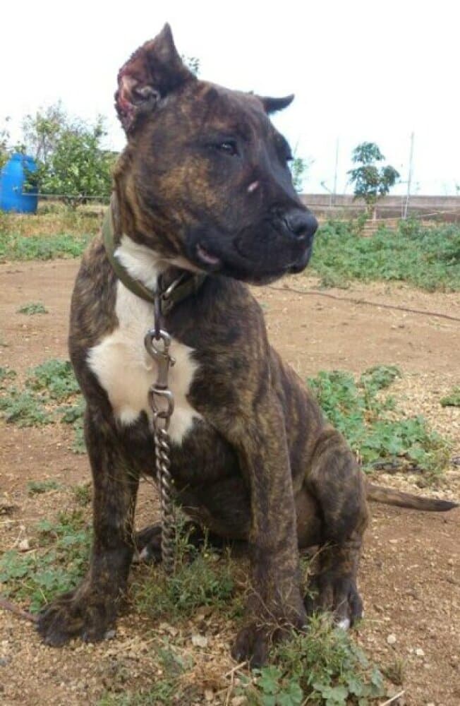 FEMALE 1 DE PERRO DE LA TIERRA 1