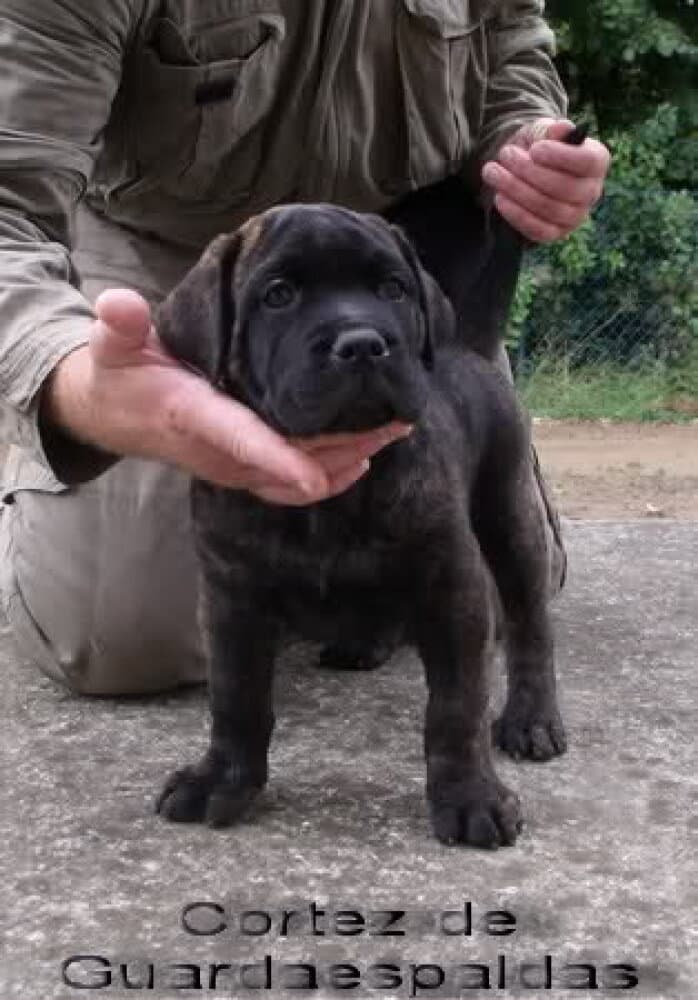 CORTEZ DE GUARDAESPALDAS 1