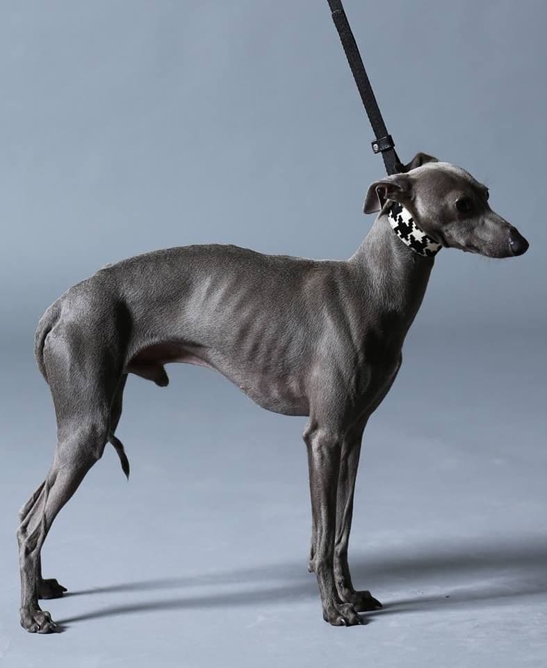 Vertragus Greywind 1