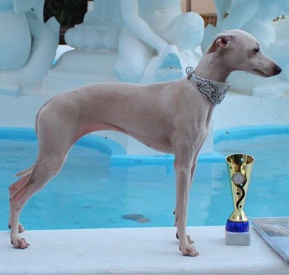 House Of Hounds Nefertiti 1