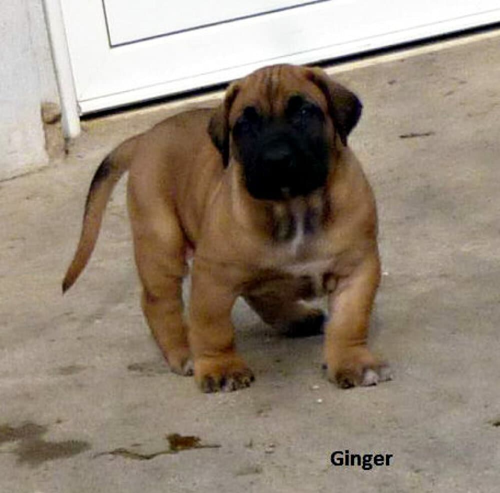 GINGER GOLDENWINGS 1