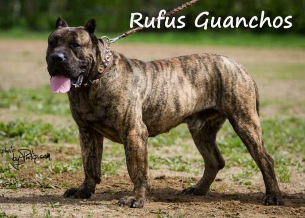 RUFUS GUANCHOS 1