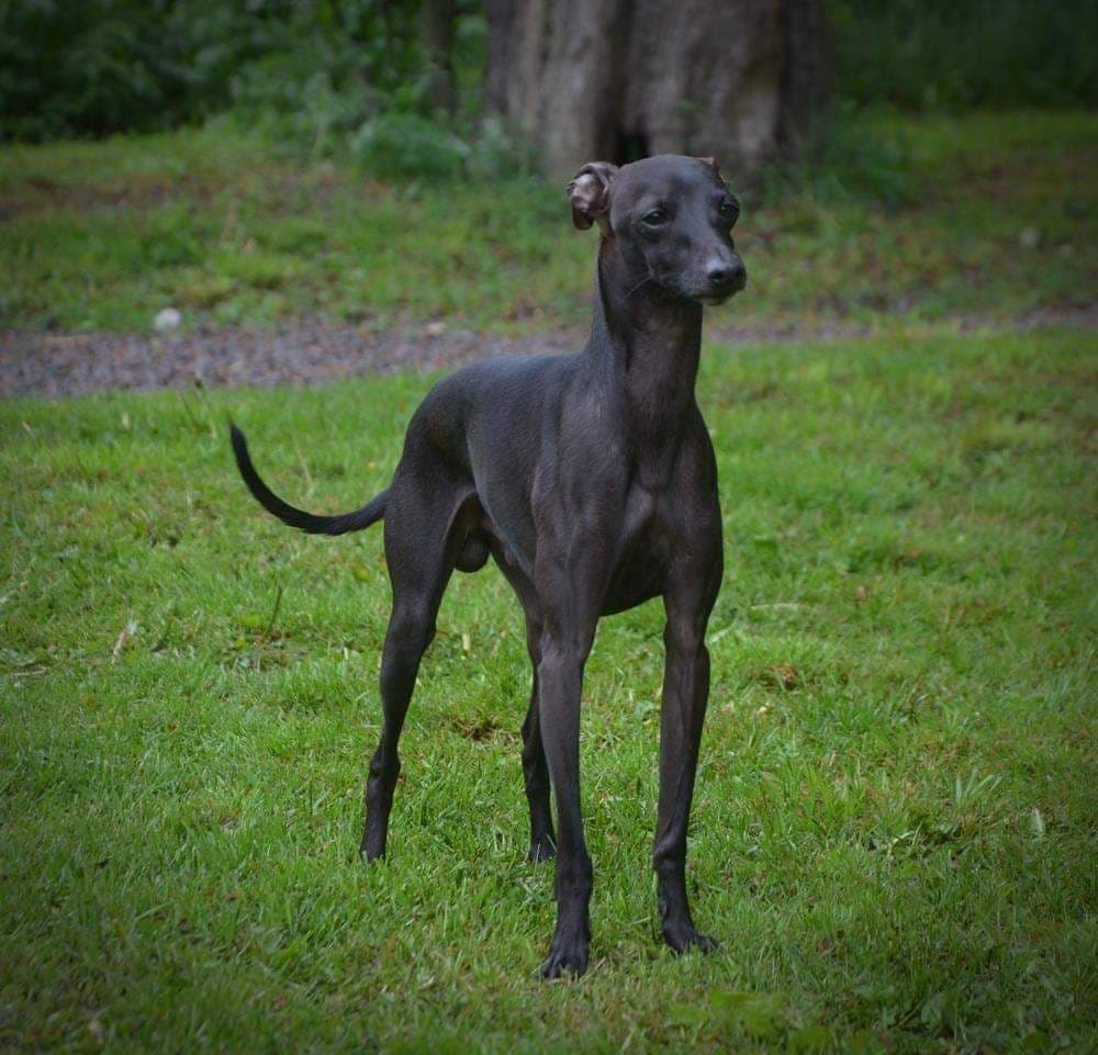 Piraya's Porthos 1