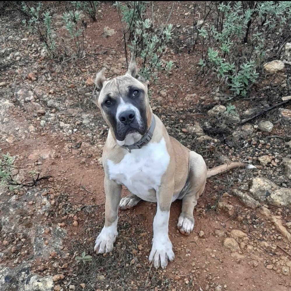 LUCY DE SPARTA WILDBOYZ 1