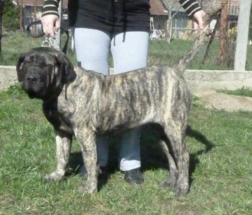 BOSS BULL CANARIO LEILA 1
