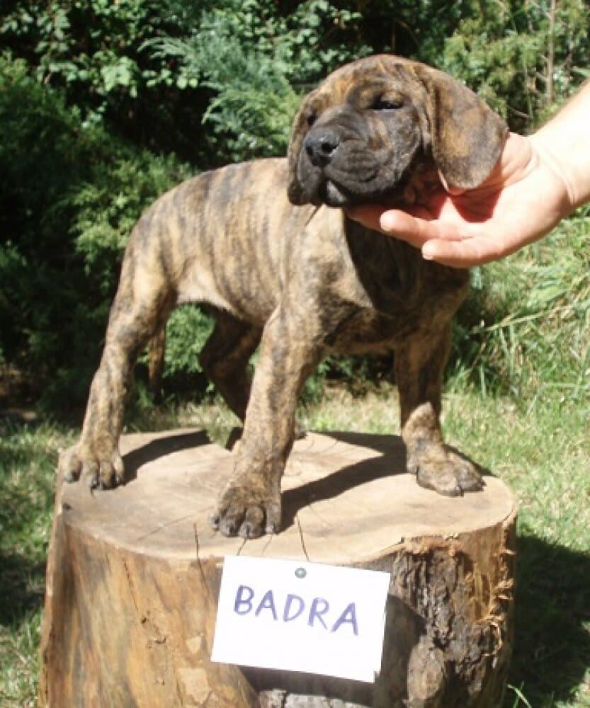 BADRA ALFA FAMILY DOG 1