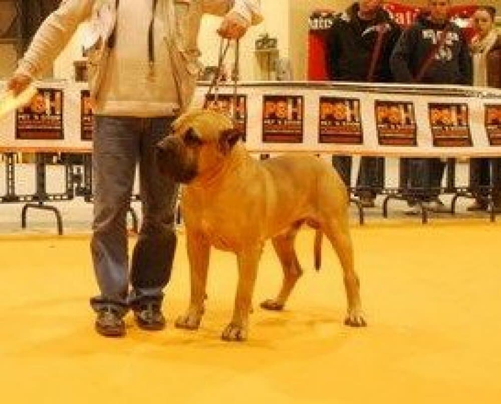 RONI DE BENETUR 1