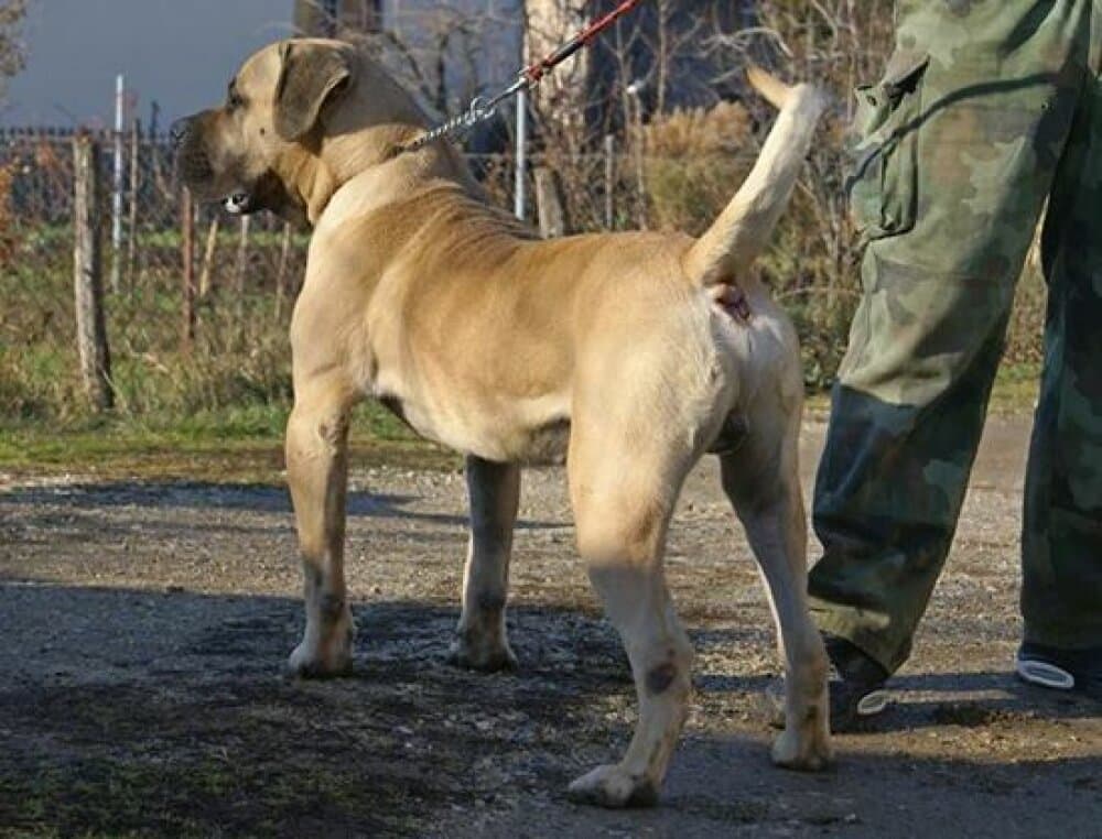 BANDIT CAN Y CERO 1