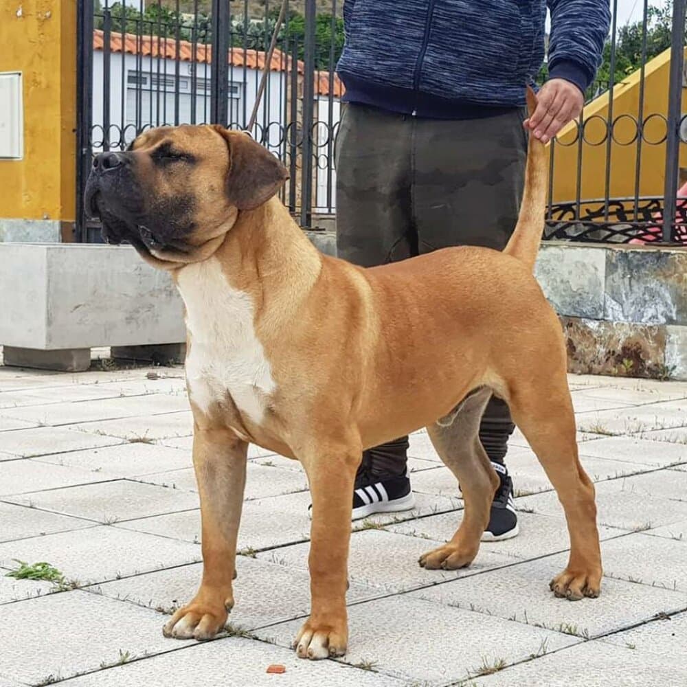 MANGO DE LAS JOYAS DEL ATLANTICO 1