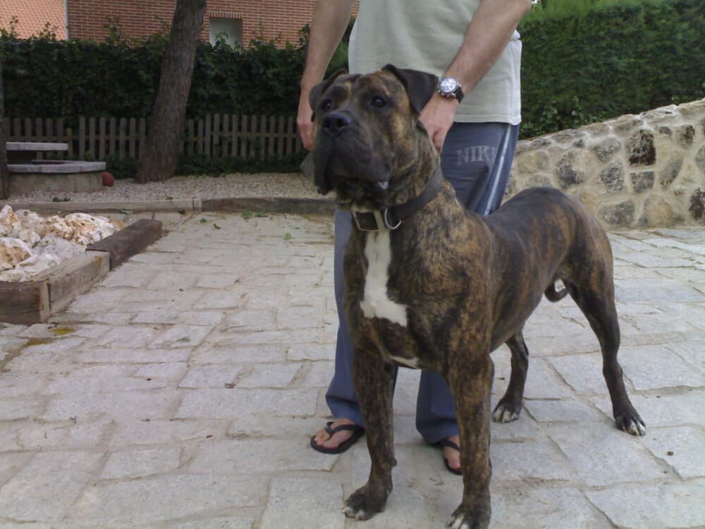 TORO DE IRON BULL 1