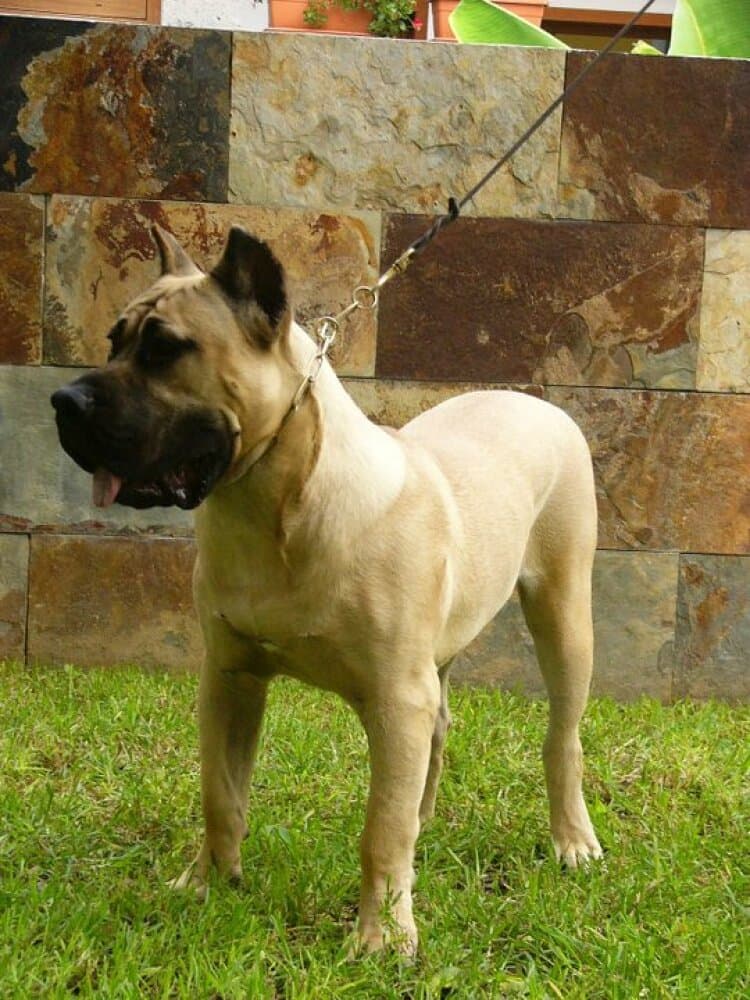 APOLO DE CIELO DE CANARIAS 1