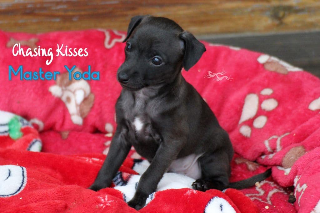 Chasing Kisses Master Yoda 1