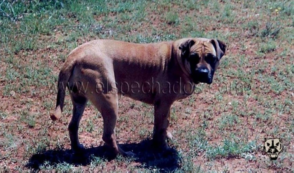 YUMA DE ELS PECHADOS 1