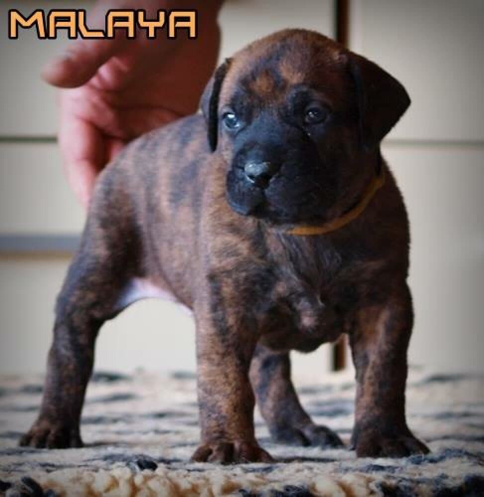 MALAYA NUESTRA SANGRE 1
