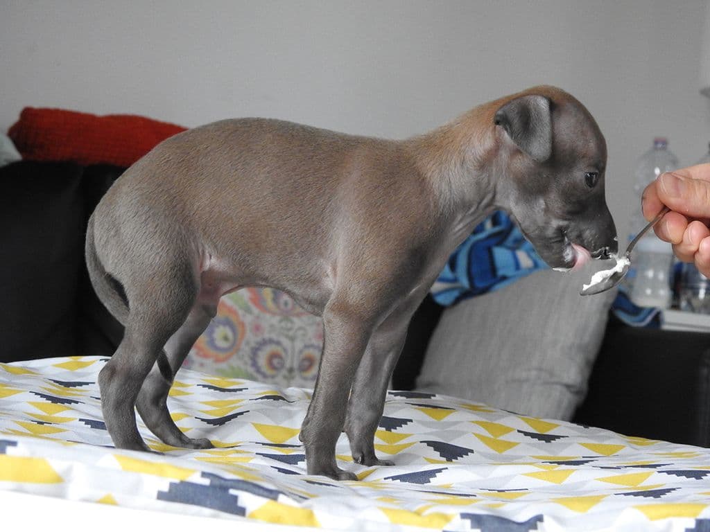 Jegomość Dogoteka 1