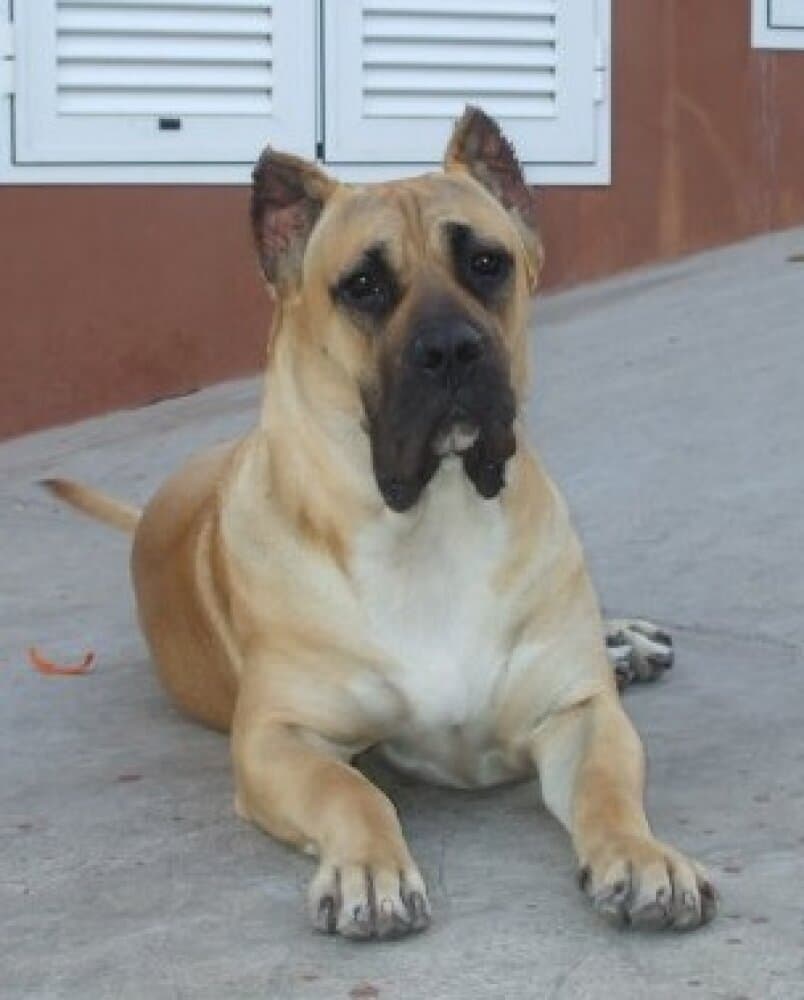 SANDY DE CIELO DE CANARIAS 1