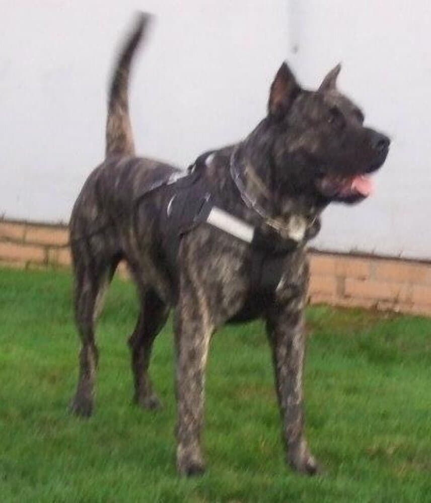 CHULO DE LA DONACIO 1