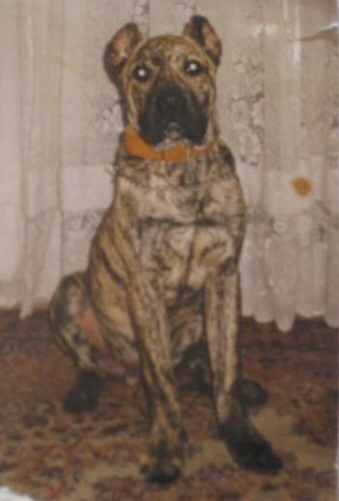 DRAGO DE BARNACAN BULL 1
