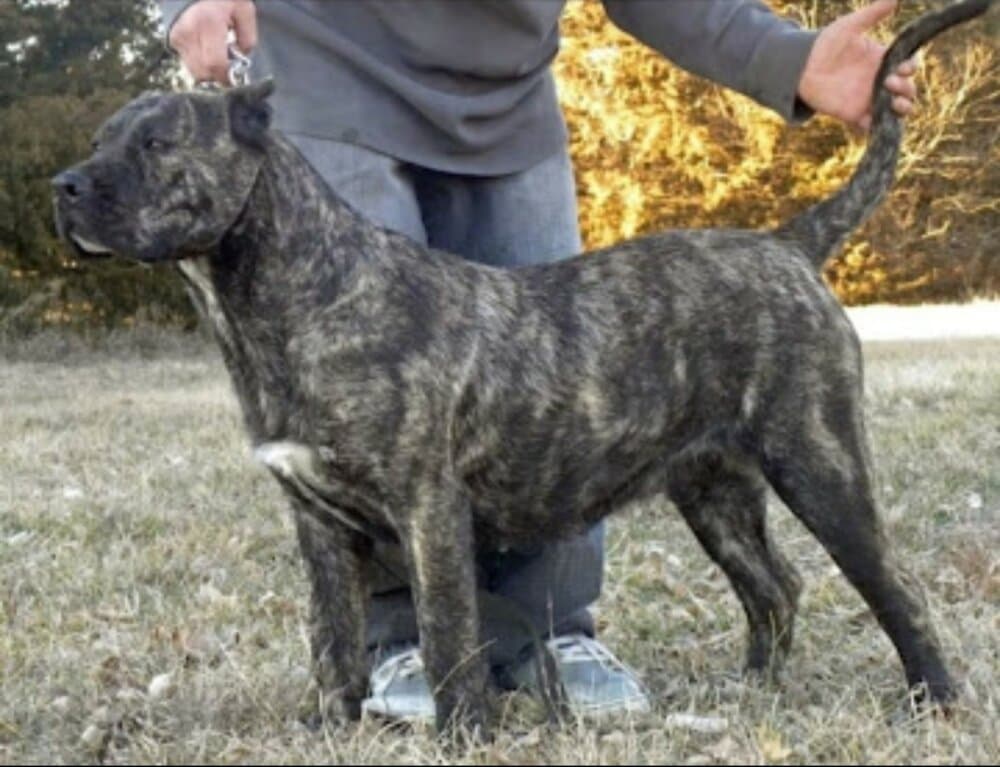MAJESTY DE PRESA MANIA 1