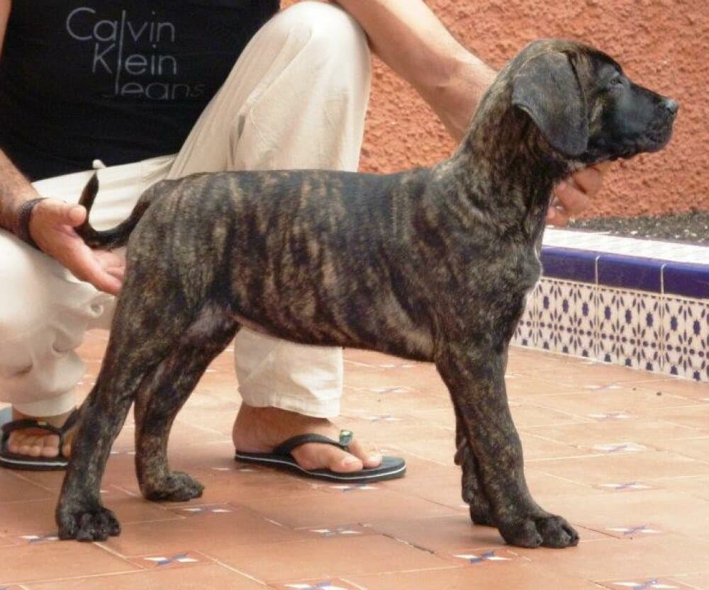 FRIDA DE LOS CARDONES 1