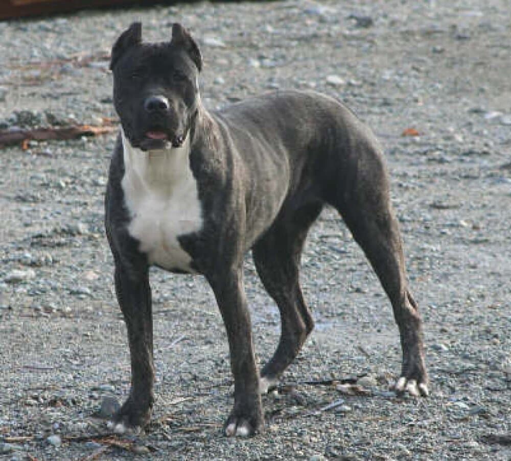 NINA DE LEXA ESTATE GUARDIAN 1