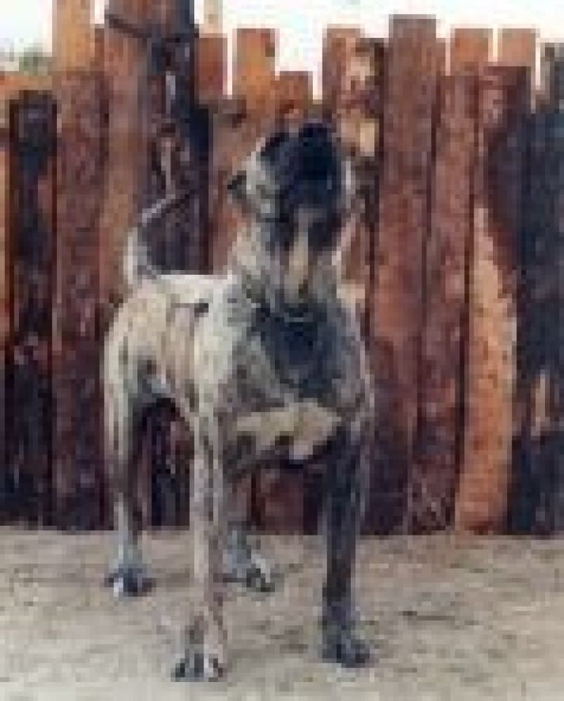 CHOTO DE KING ZULU 1