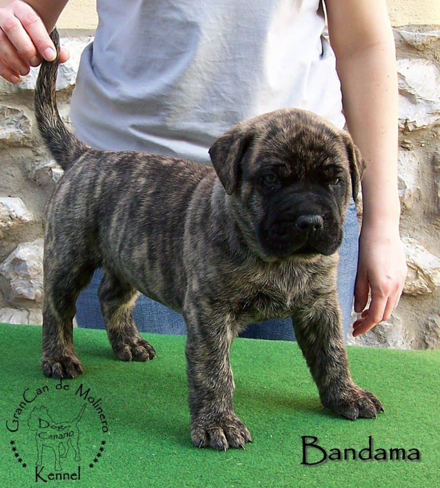 BANDAMA GRANCAN DE MOLINERO 1
