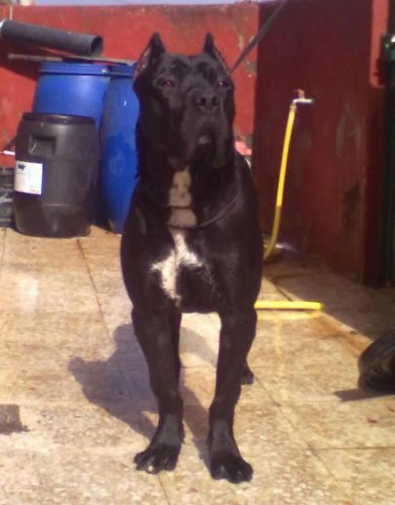 THOR DE TIBICENAS 1