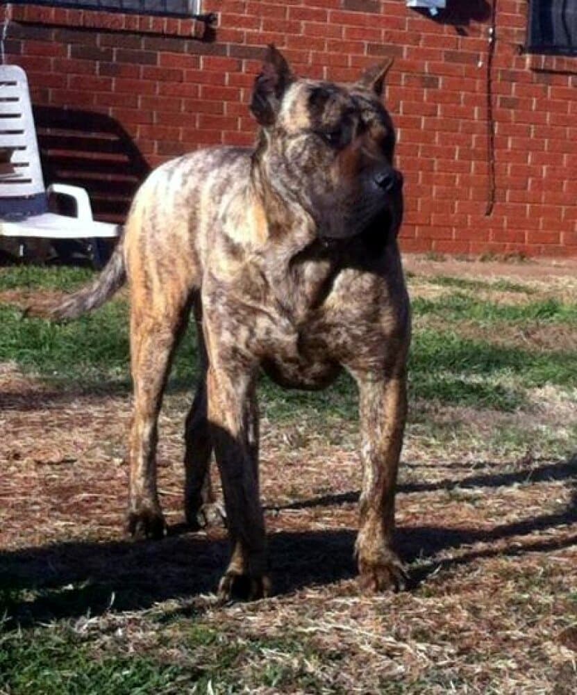 GOLIATH DE BARNACAN BULL 1