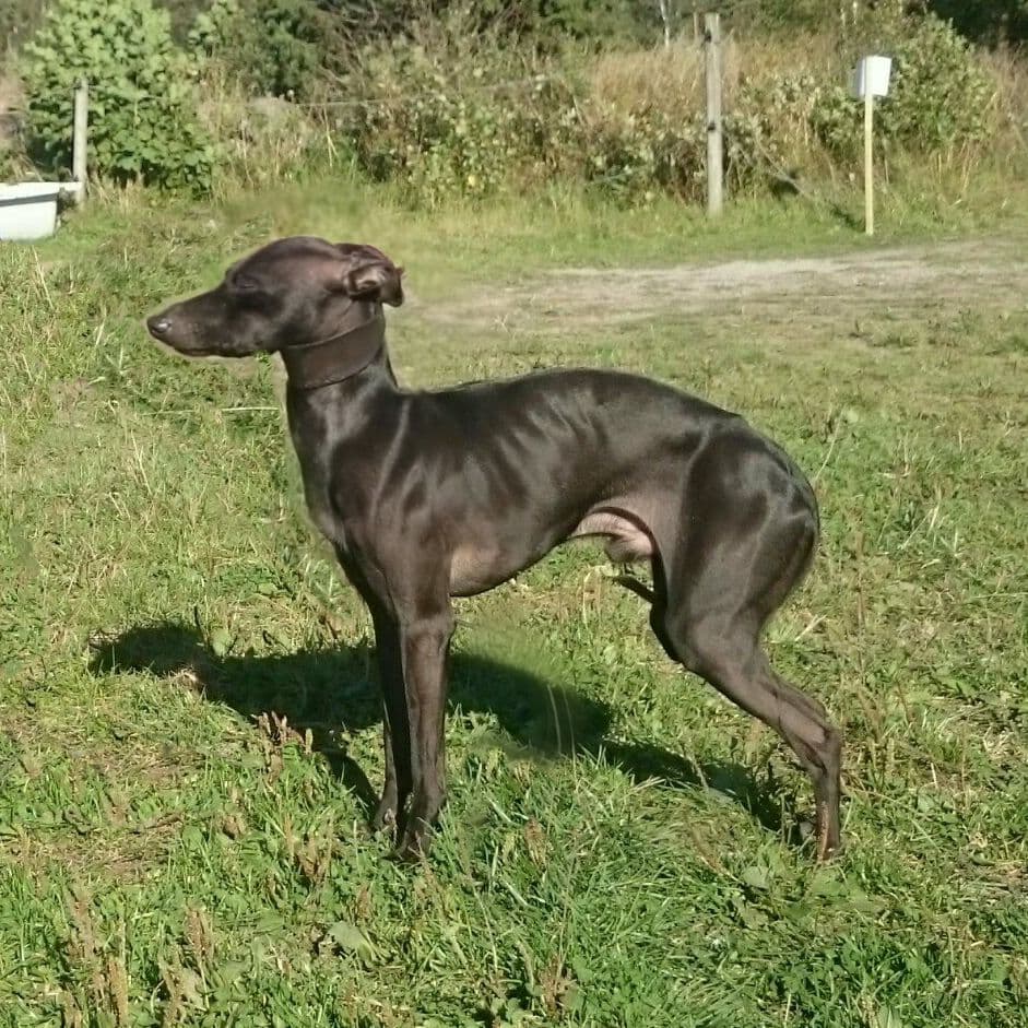 Augustimåne's Doggelito 1