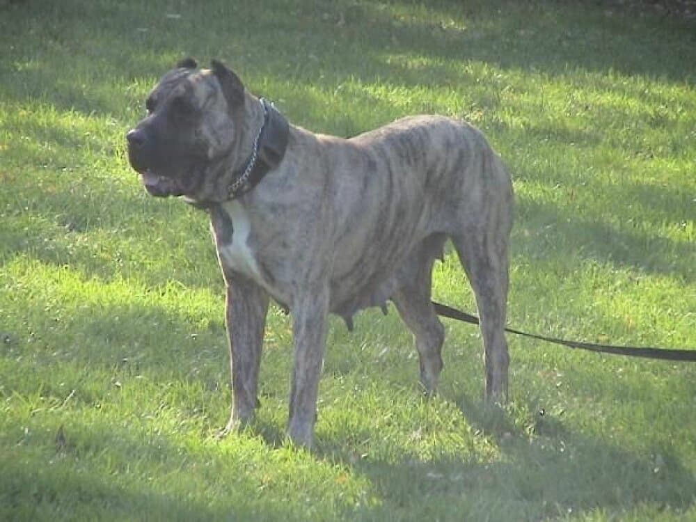 ELITE NAKITA (DFK9 NIKITA DE SHOGUN KENNEL) 1