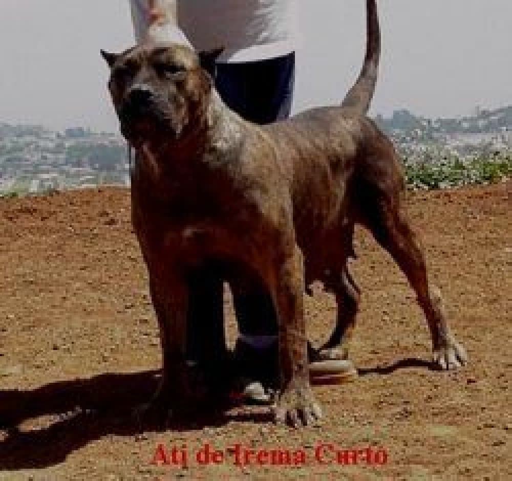 ATI DE IREMA CURTO 1